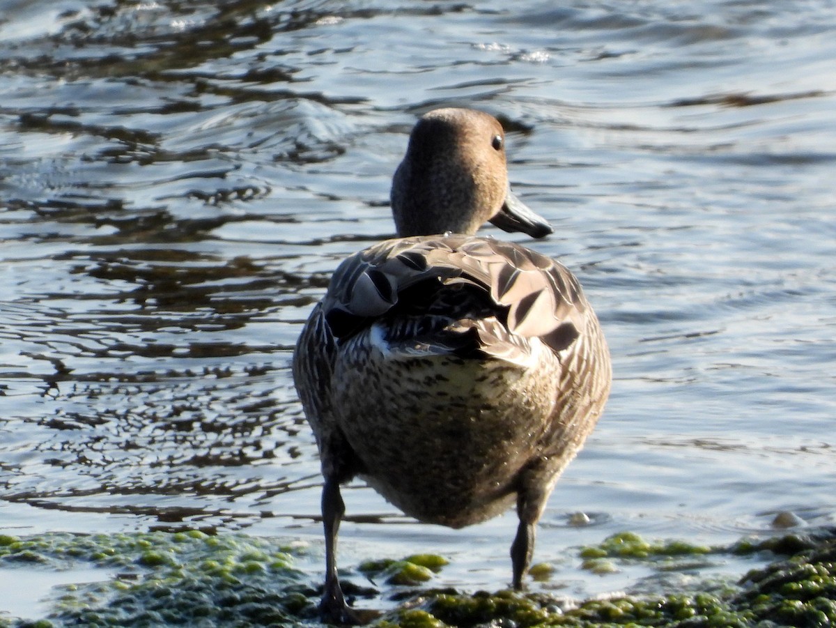 Northern Pintail - ML364036911