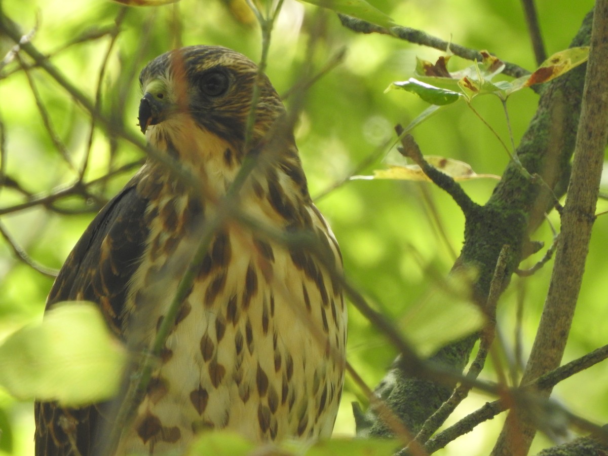 Broad-winged Hawk - ML364036971