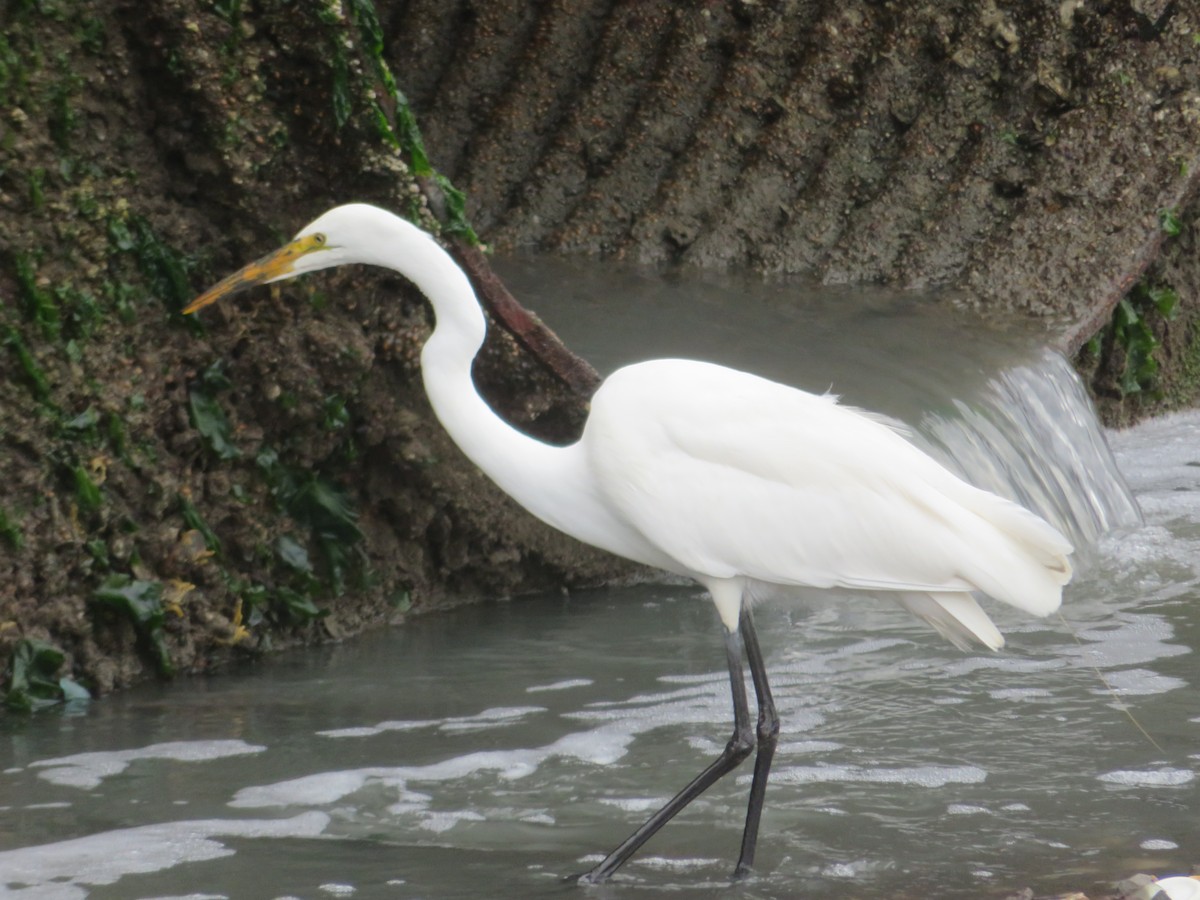 Grande Aigrette - ML364038631