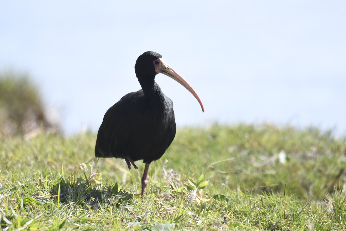 Bare-faced Ibis - ML364039661