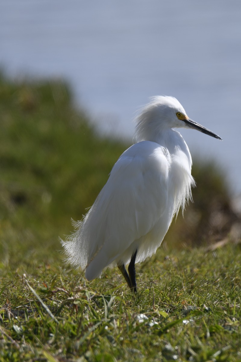 Snowy Egret - ML364039751