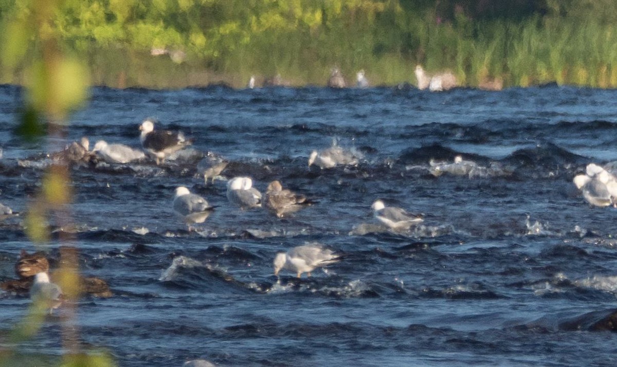 Lesser Black-backed Gull - ML364040291