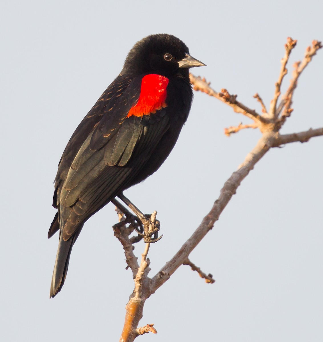 Red-winged Blackbird - ML364042421