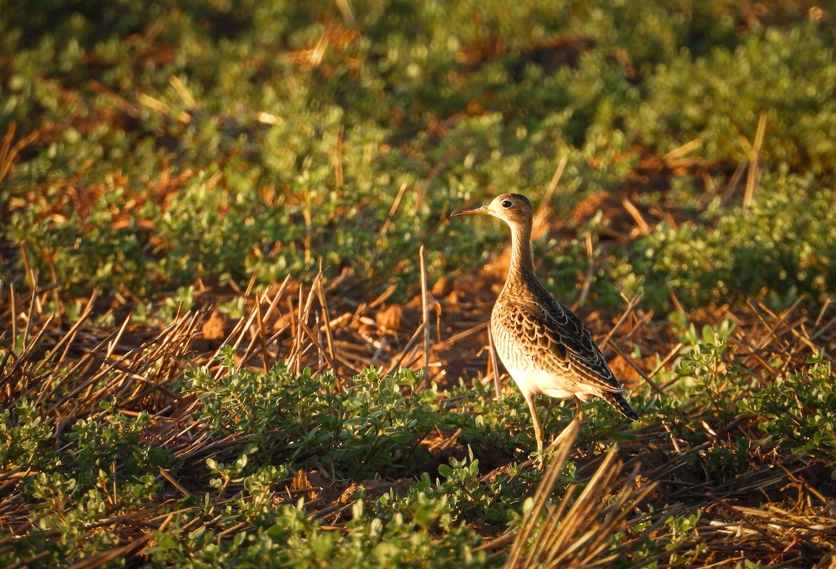 Upland Sandpiper - ML364042641