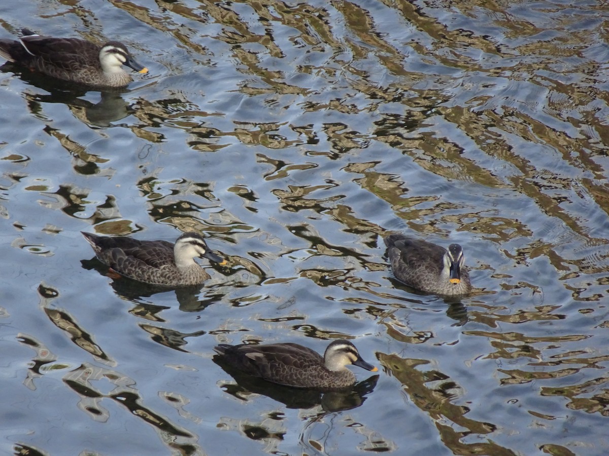 Крижень китайський - ML364043061