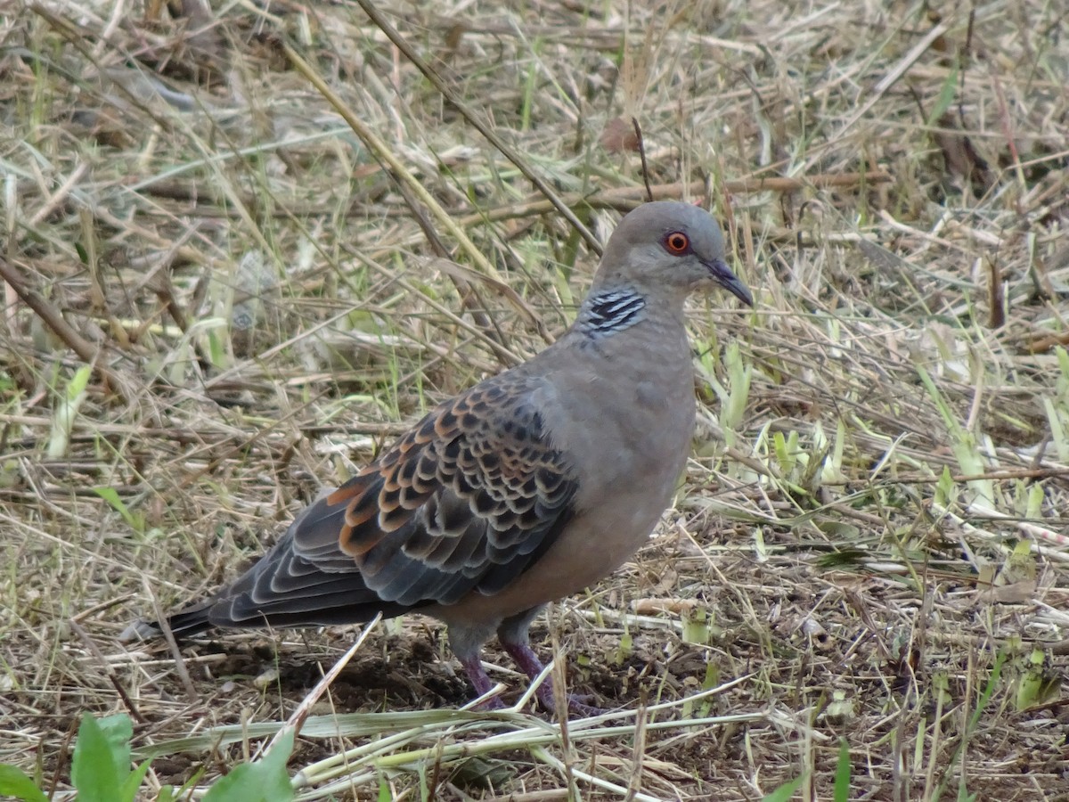 Горлиця велика - ML364043191