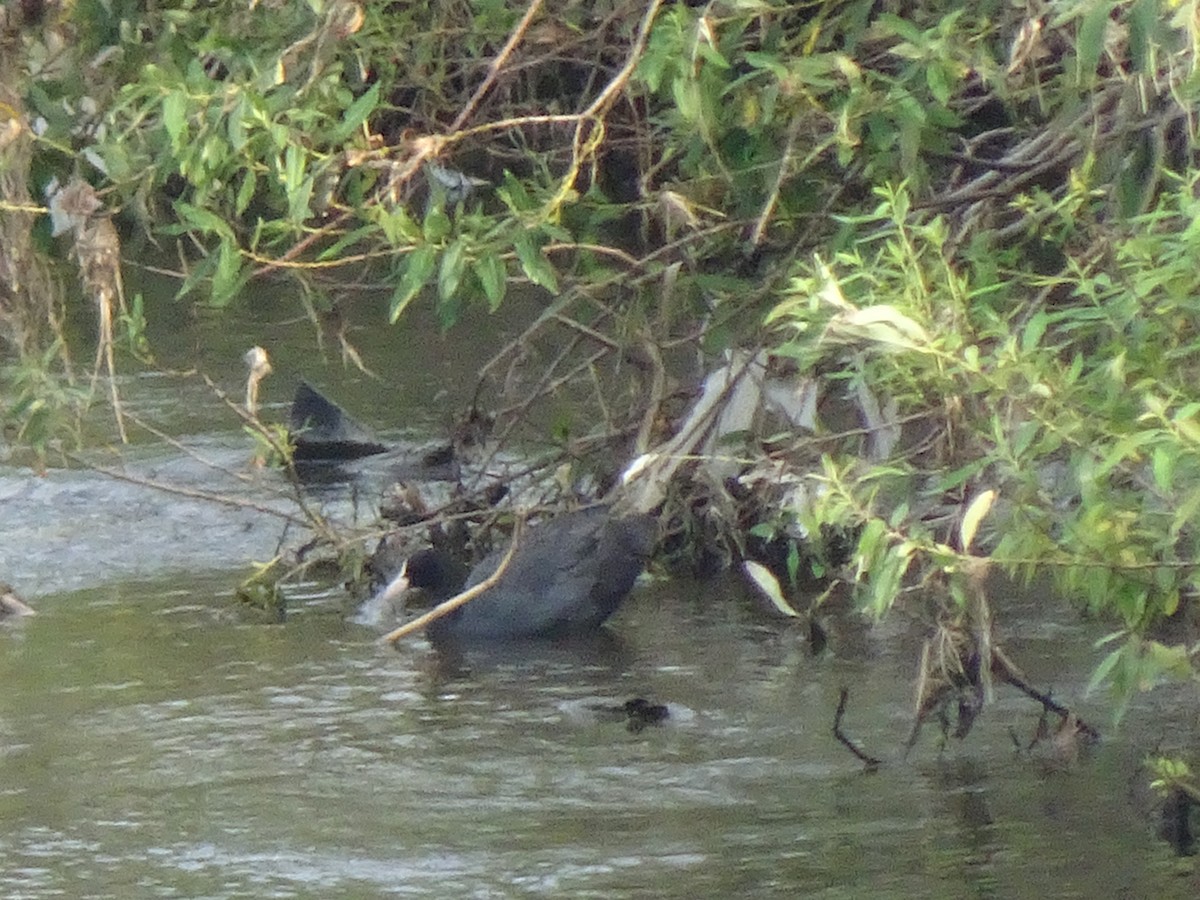 Лиска звичайна - ML364043451