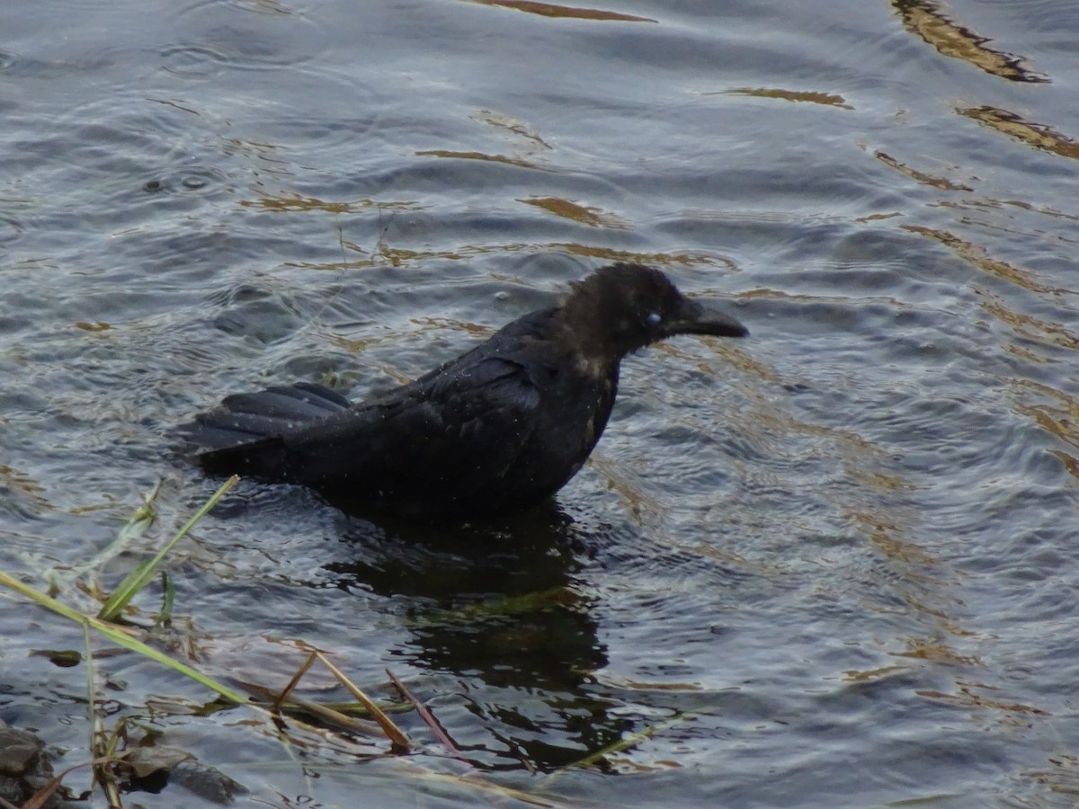 Ворона чорна - ML364043811