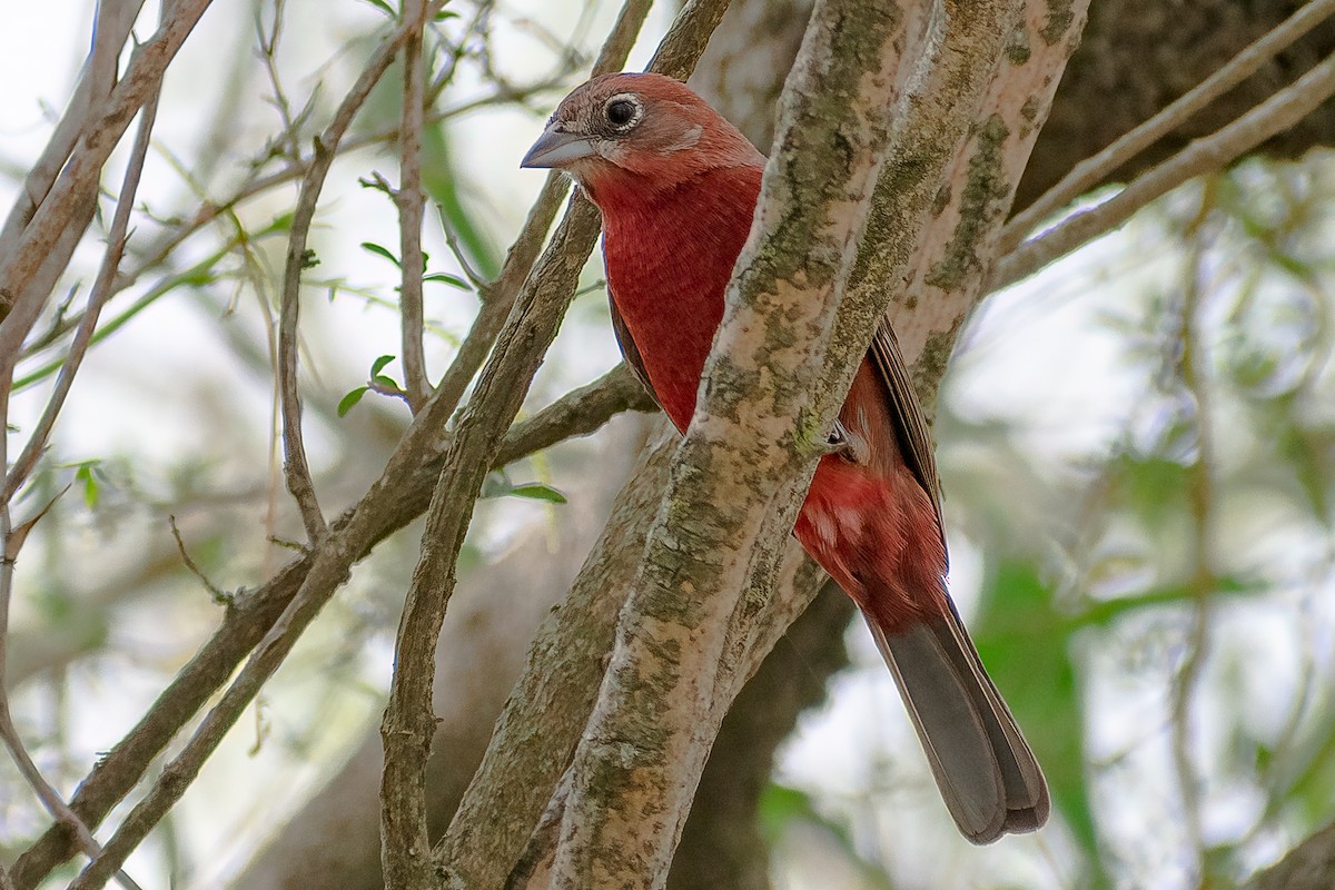 Red-crested Finch - ML364044021