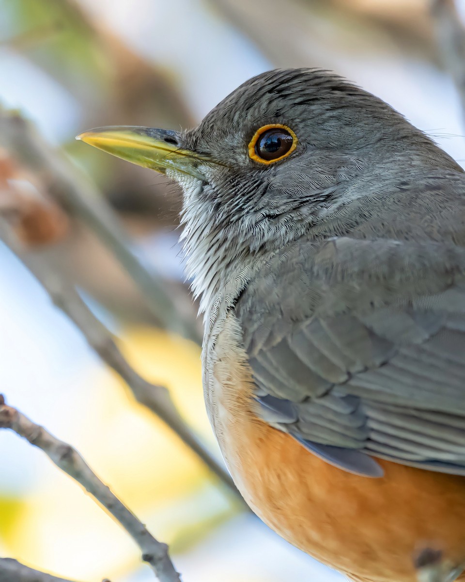 Rufous-bellied Thrush - ML364044921