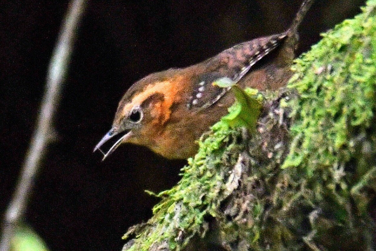 Rufous-browed Wren - ML364045491