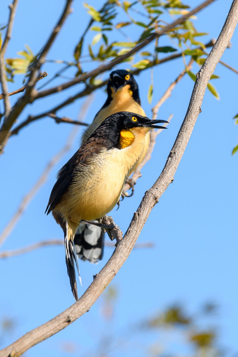 Black-capped Donacobius - ML364045791