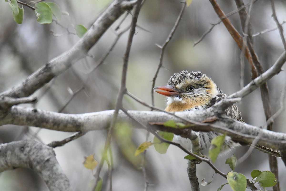 Spot-backed Puffbird - ML364046891