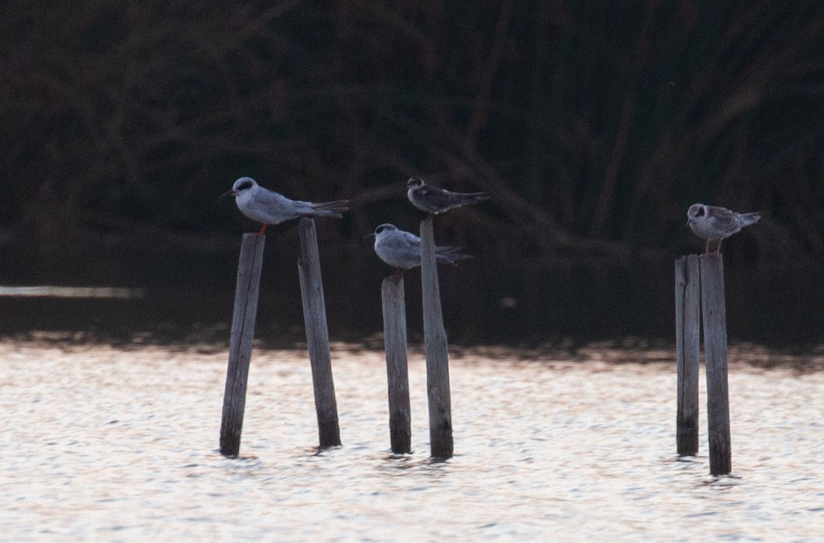 Black Tern - ML364047061