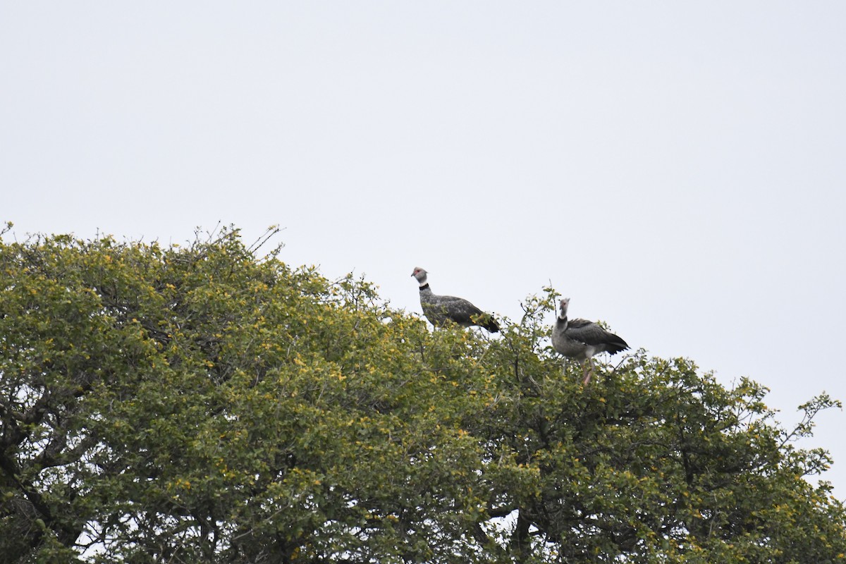 Southern Screamer - ML364047301