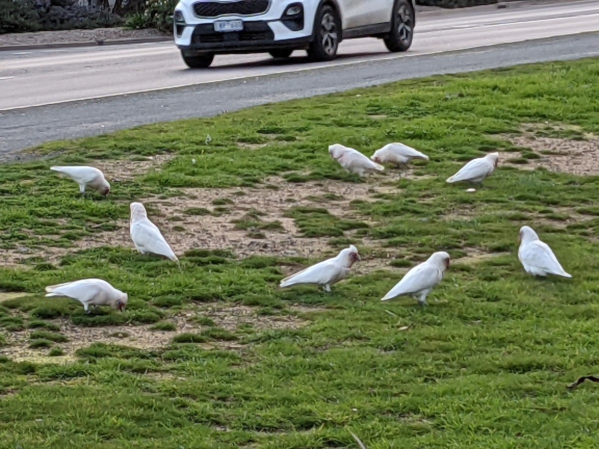 Long-billed Corella - ML364047351