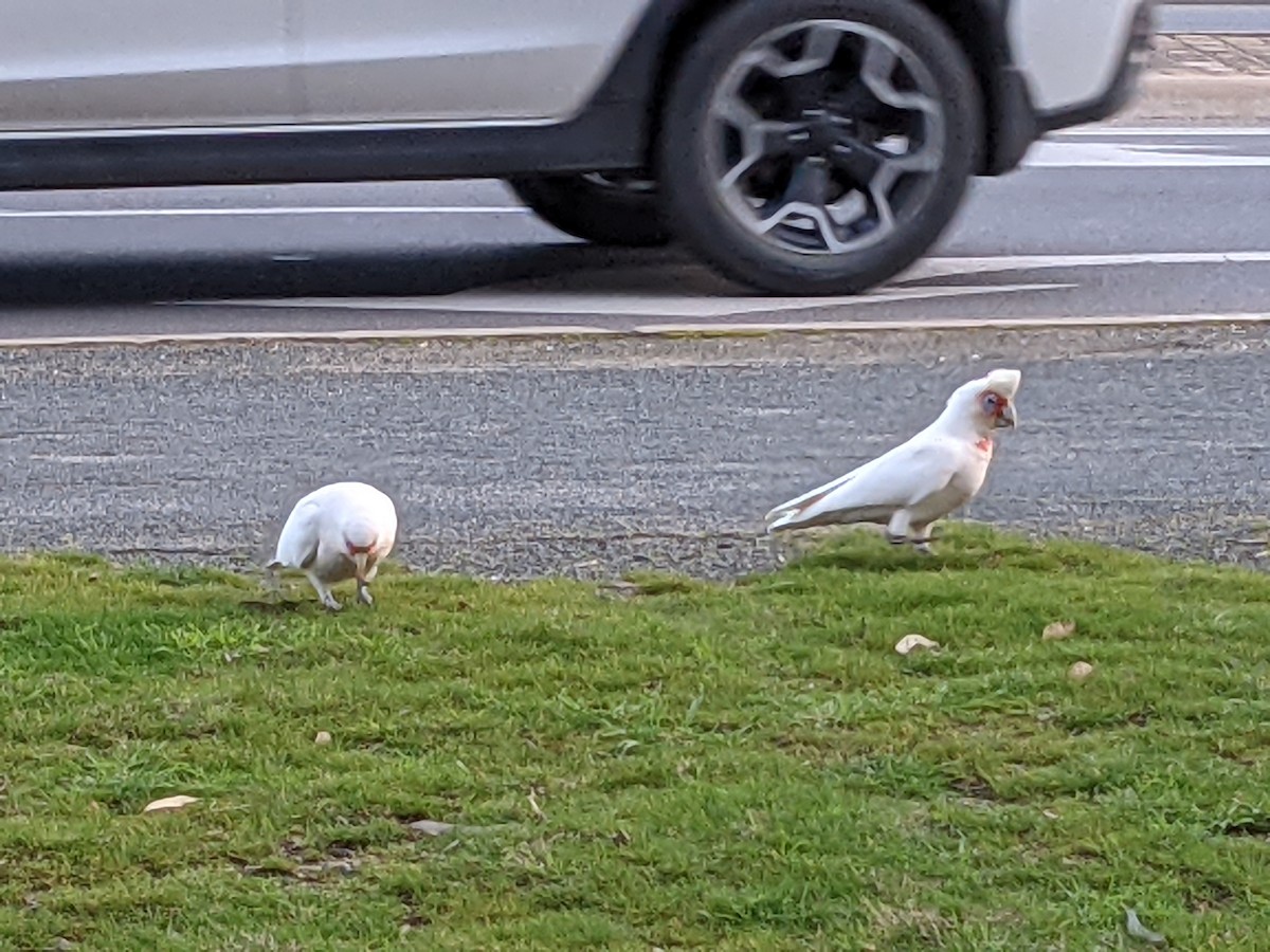 Long-billed Corella - ML364047441