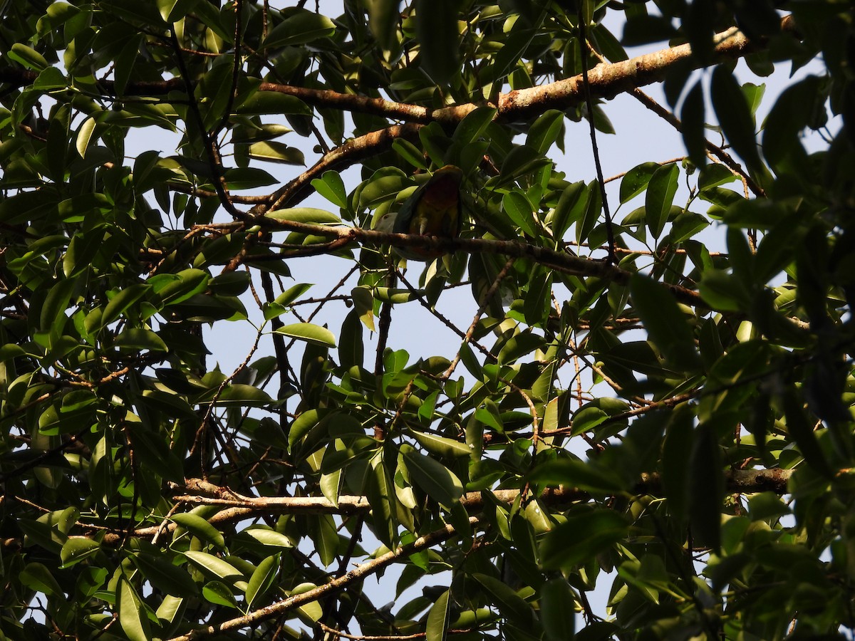 Palau Fruit-Dove - ML364047481