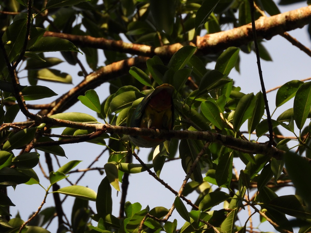 Палауский фруктовый голубь - ML364047491