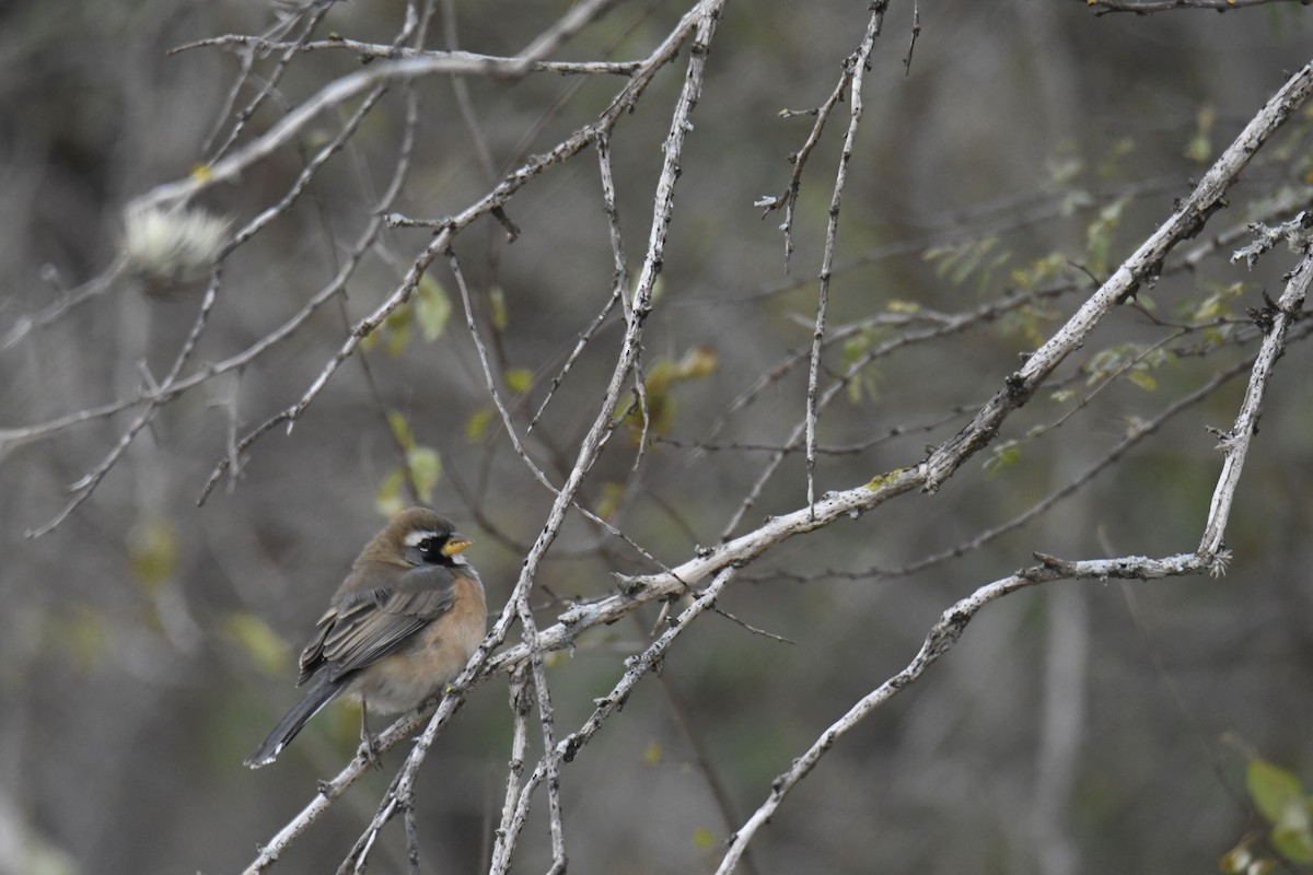 Many-colored Chaco Finch - Kyle Gardiner