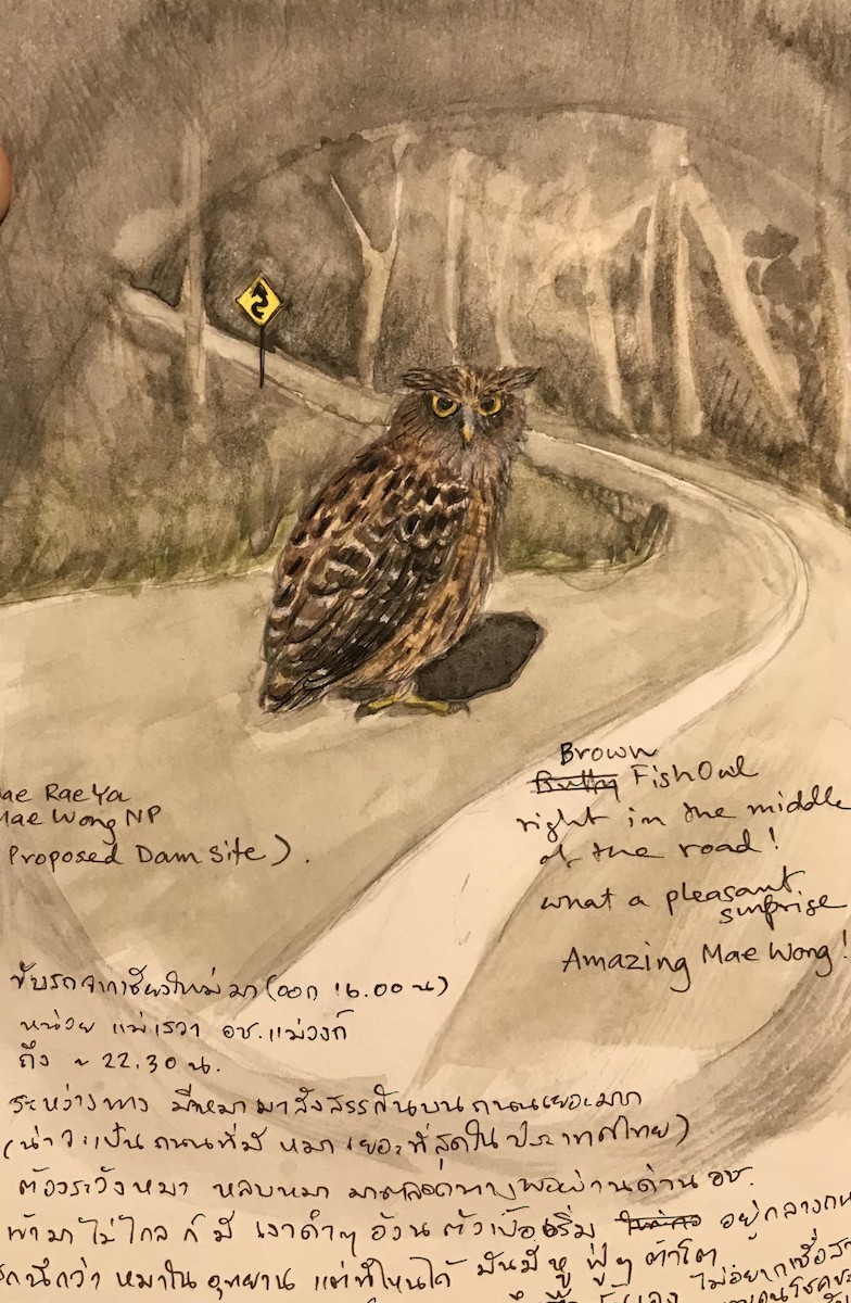 Brown Fish-Owl - ML364049651