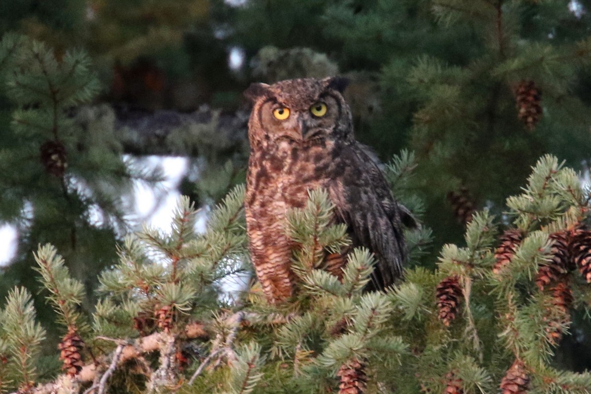 Great Horned Owl - Noah Strycker