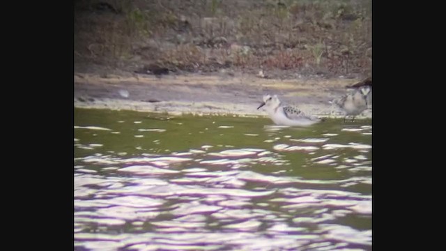 Sanderling - ML364050271