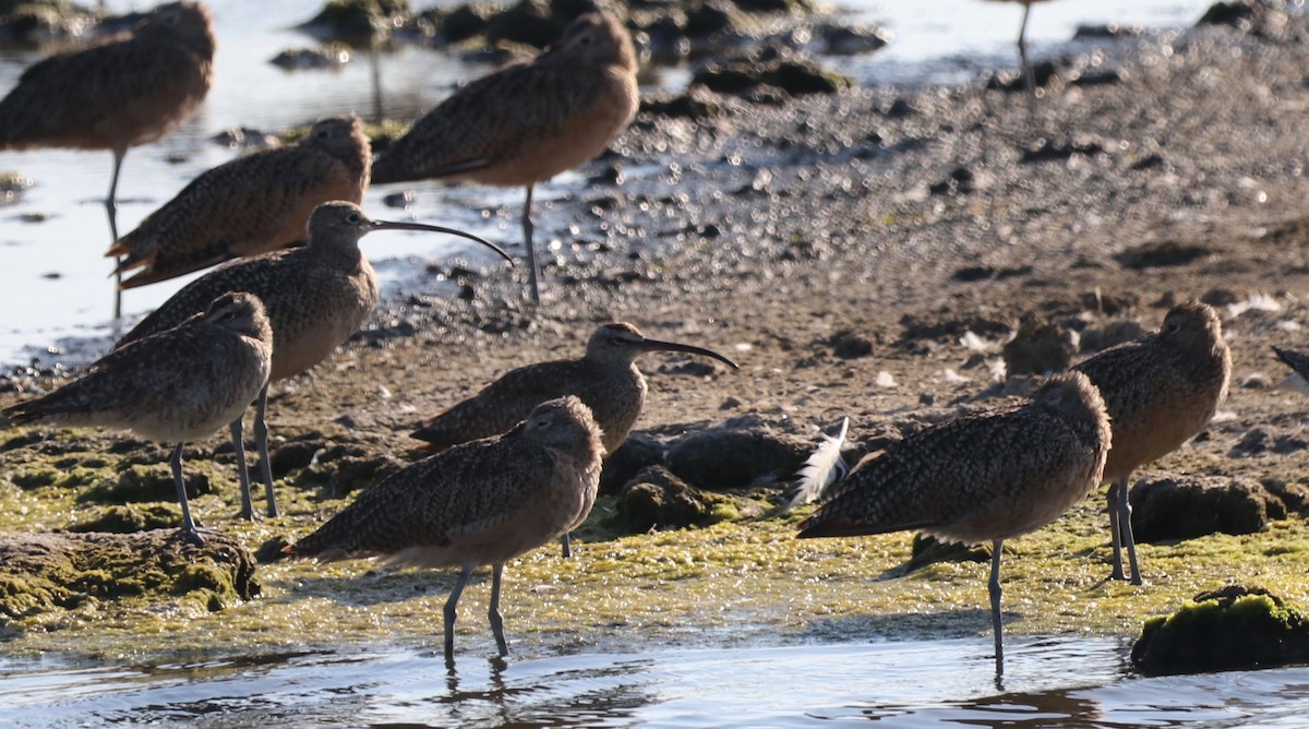 Whimbrel - Chris Overington