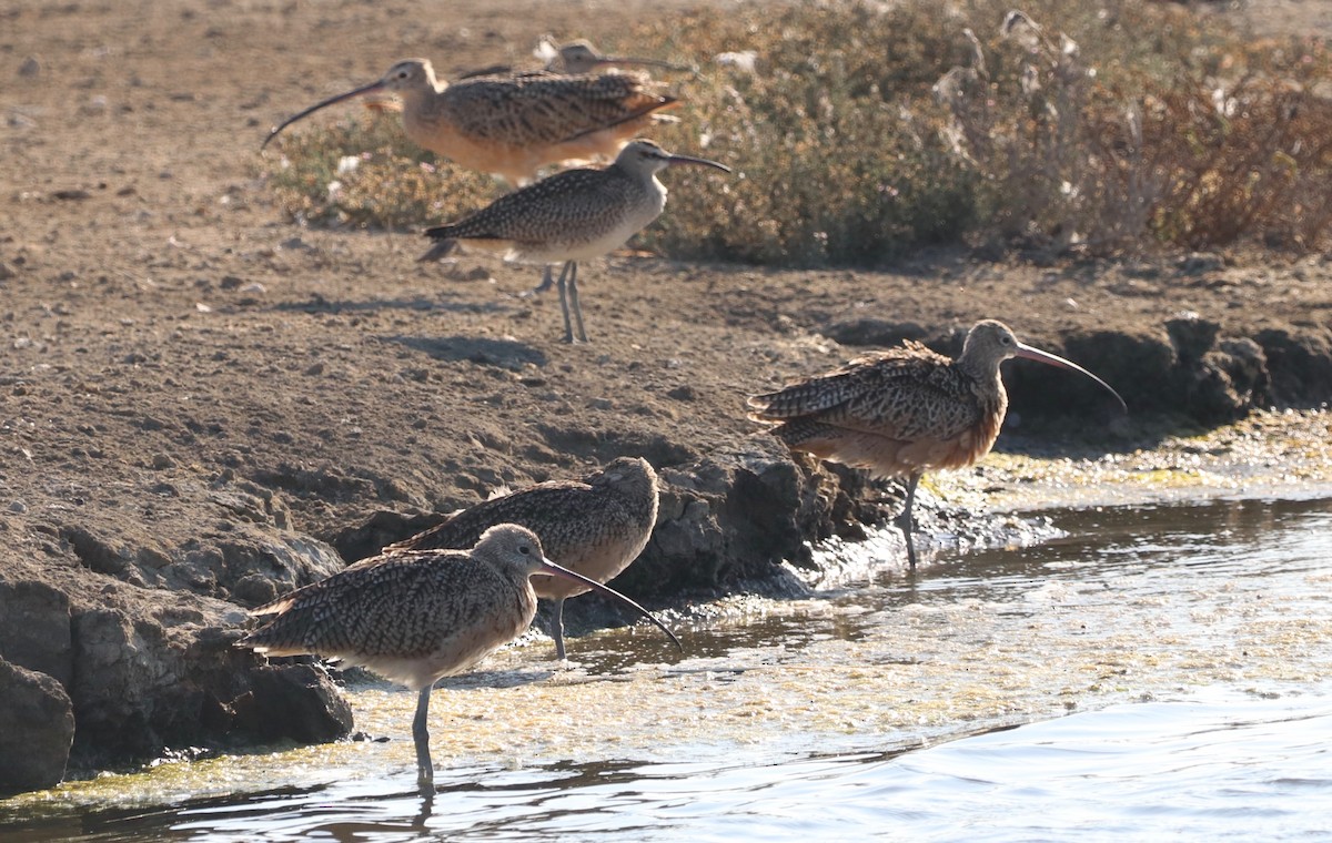 Whimbrel - Chris Overington