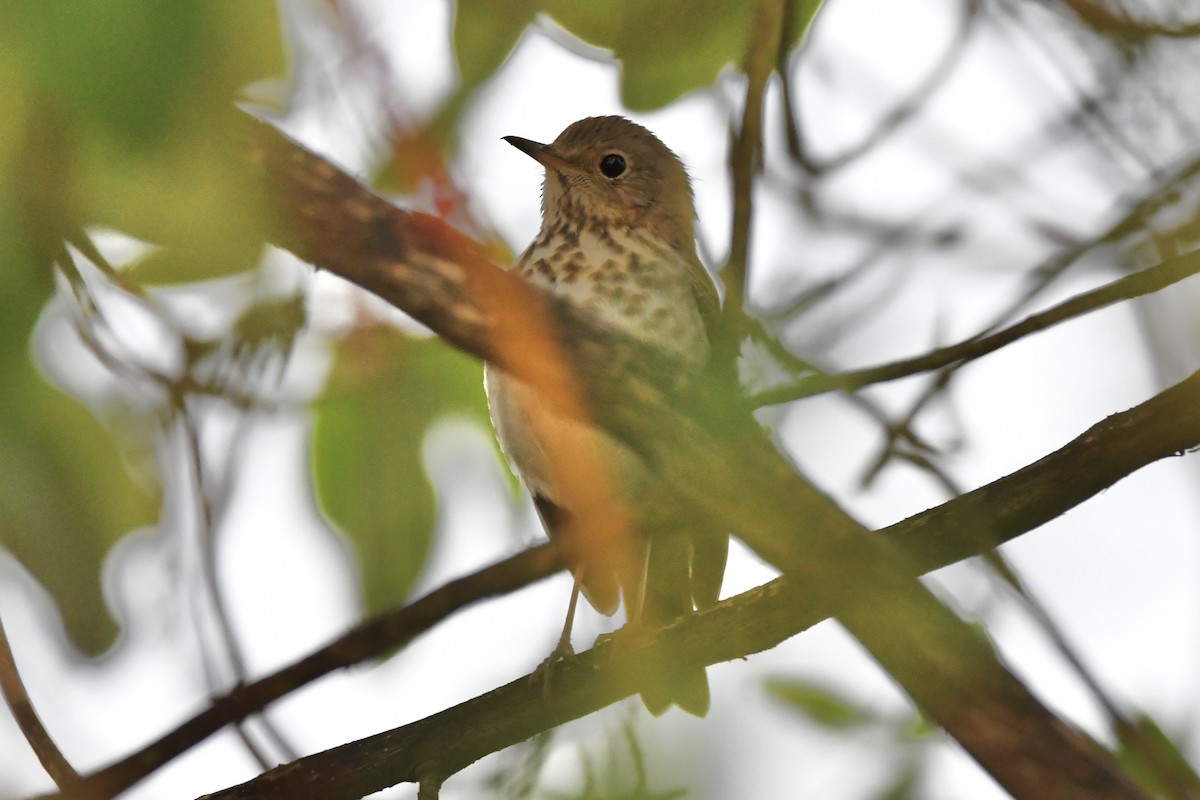 Hermit Thrush - ML364050931