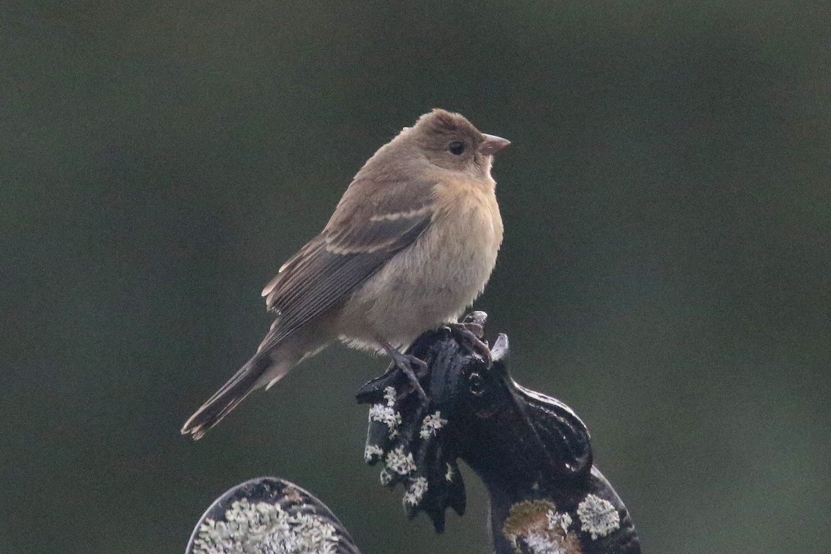 Lazuli Bunting - Noah Strycker