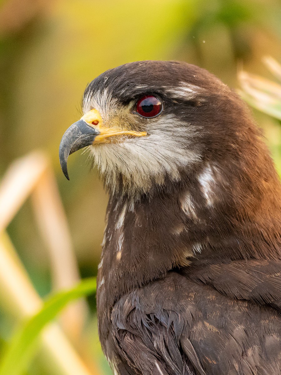 Schneckenbussard - ML364051331