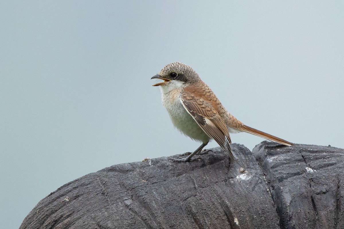 Burmese Shrike - Ayuwat Jearwattanakanok