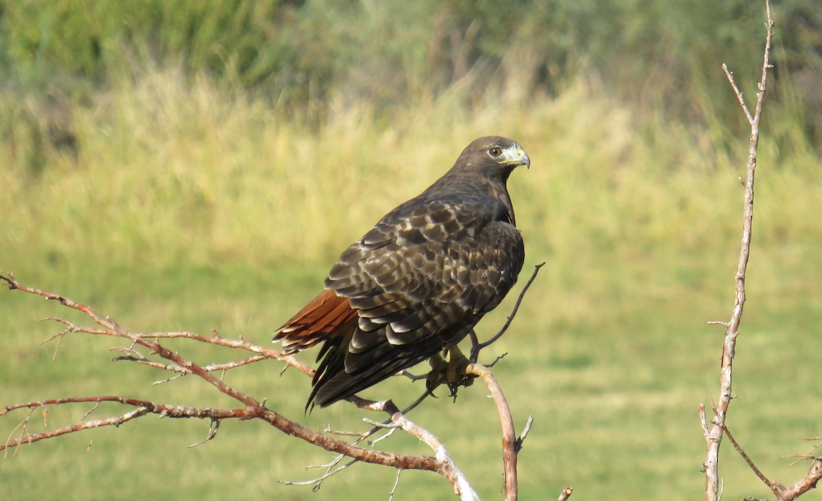 Red-tailed Hawk - ML36405141