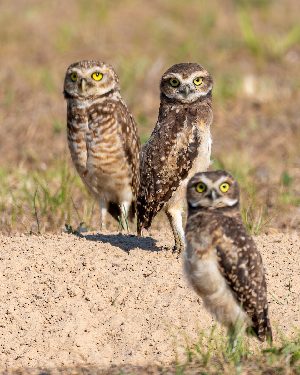 Burrowing Owl - ML364052431