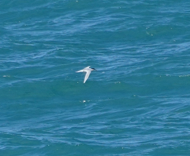 White-fronted Tern - ML364052671