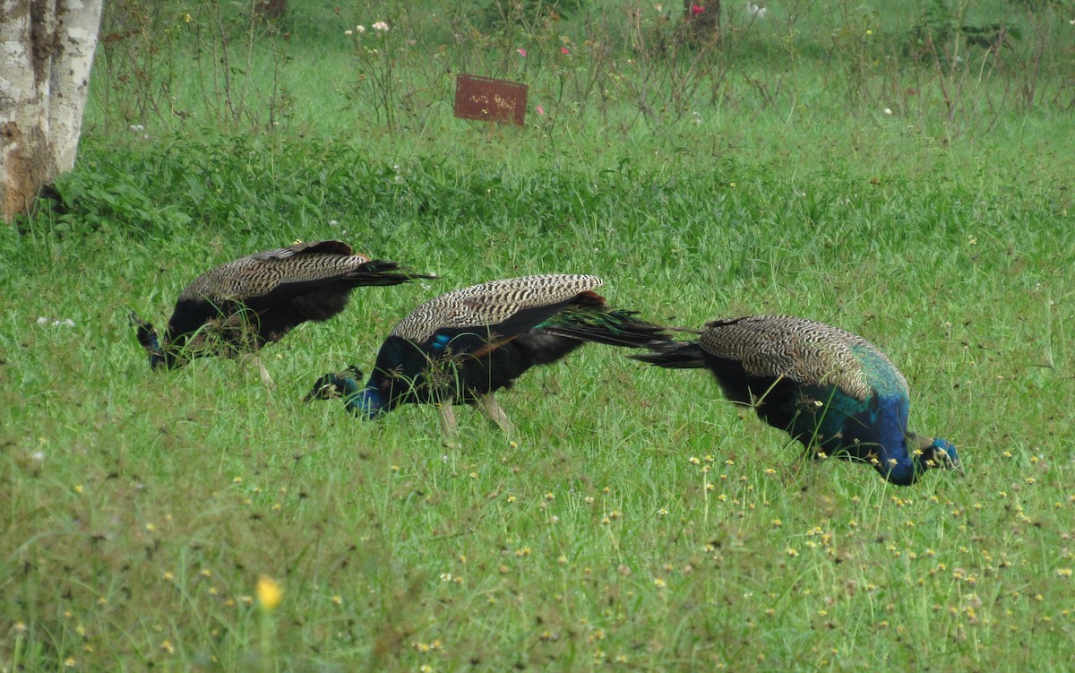 Indian Peafowl - Sandhya Lenka