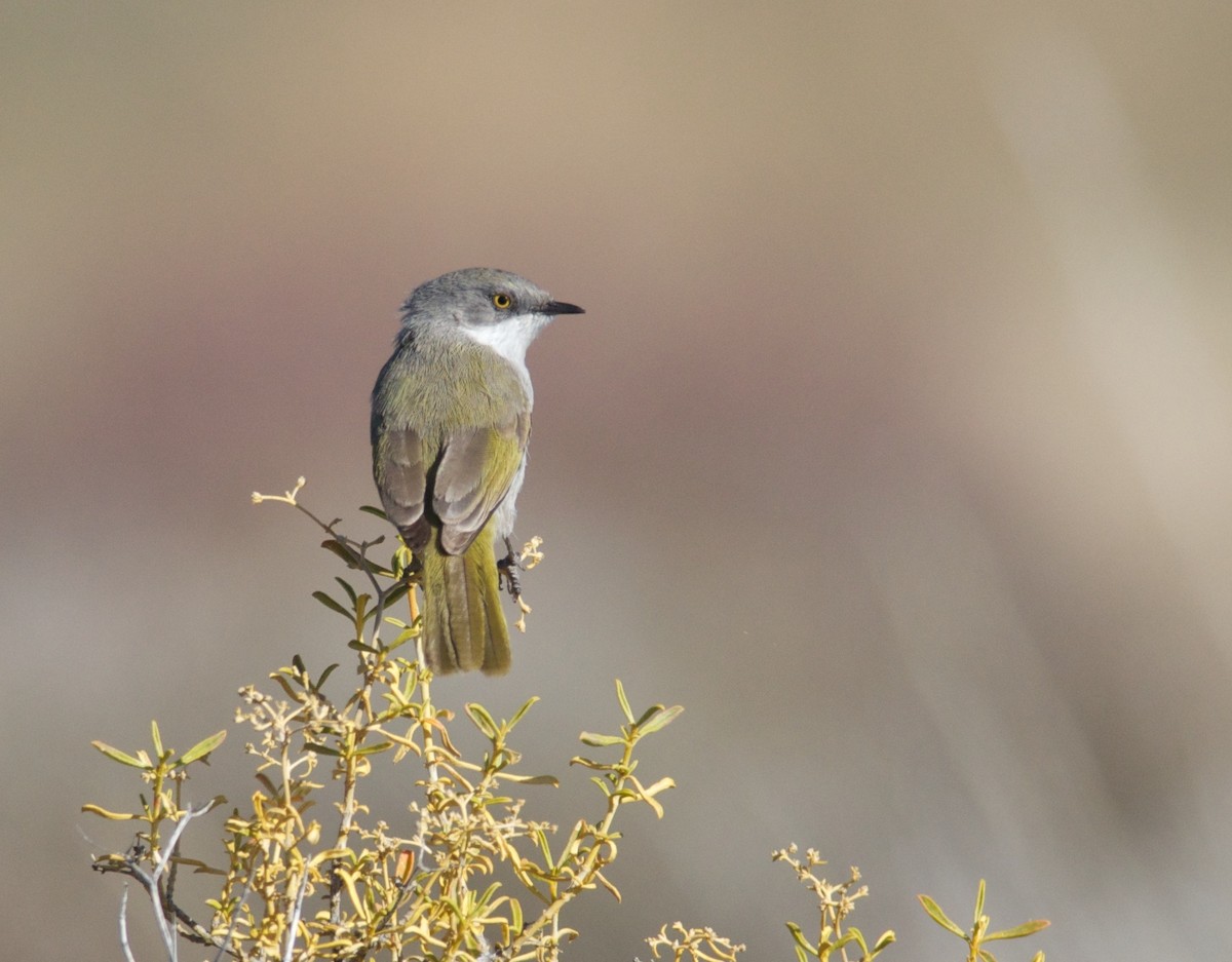 Yellow-rumped Eremomela - ML364055781