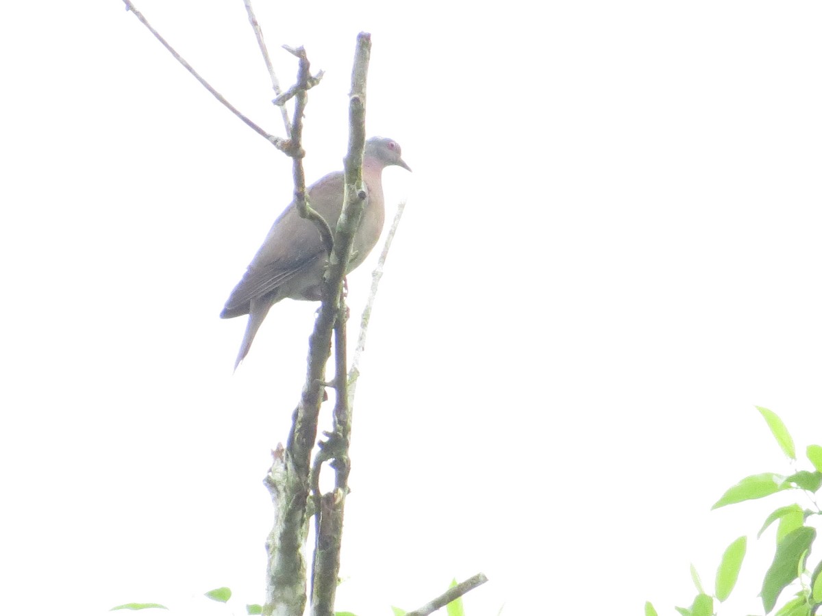 Pale-vented Pigeon - ML364056221