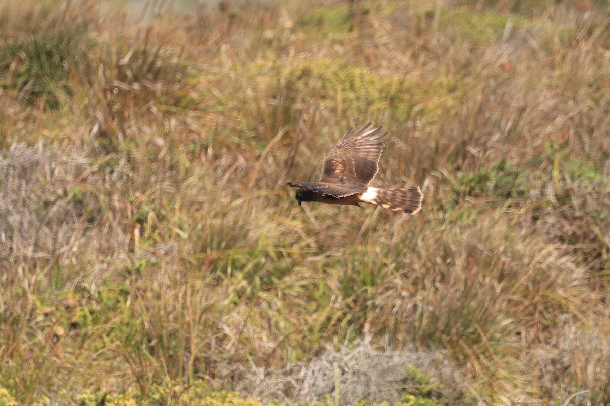 Northern Harrier - ML364056421