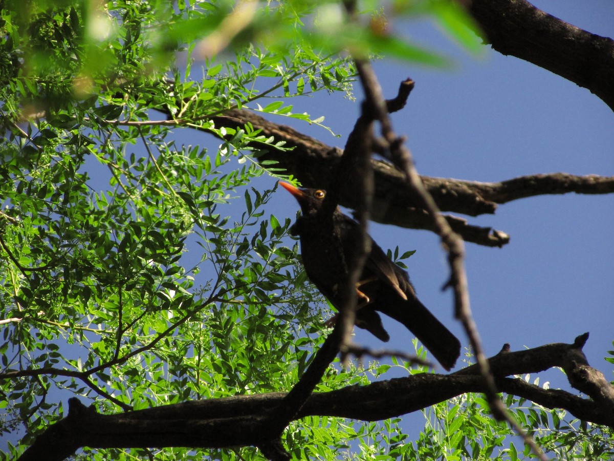 Chiguanco Thrush - ML364059441