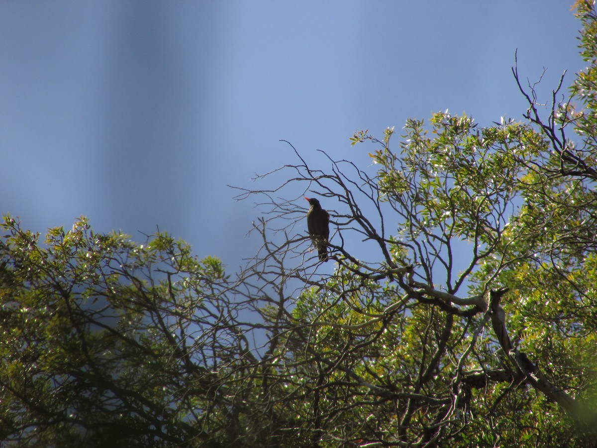 Chiguanco Thrush - ML364059451