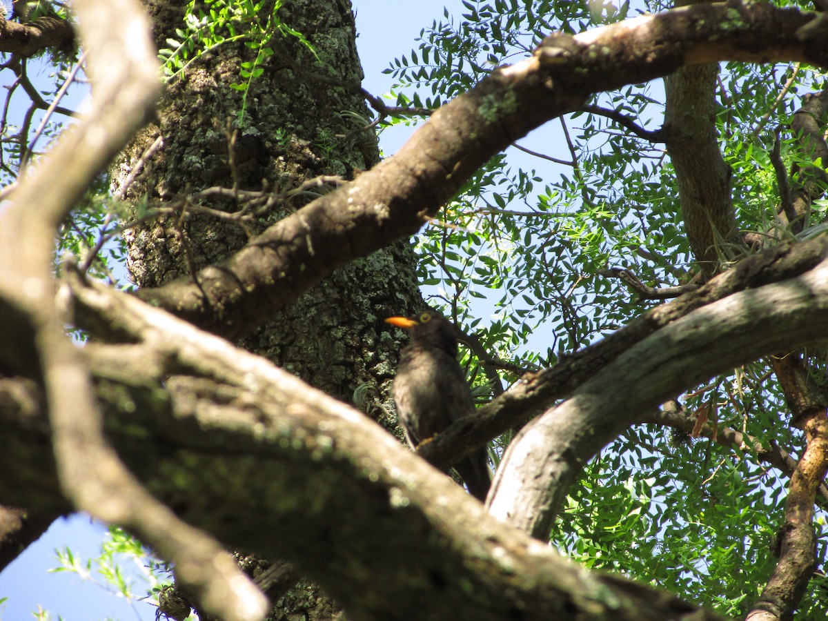 Chiguanco Thrush - ML364059461