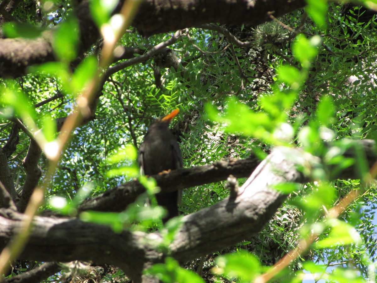 Chiguanco Thrush - ML364059471