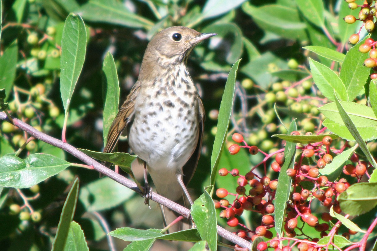 Hermit Thrush - Jamie Chavez