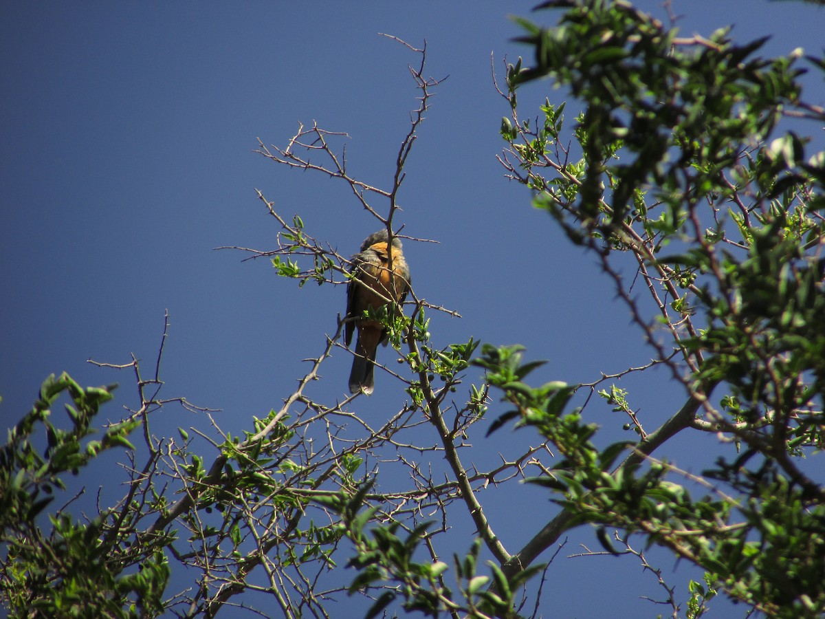 Rara du Paraguay - ML364059711