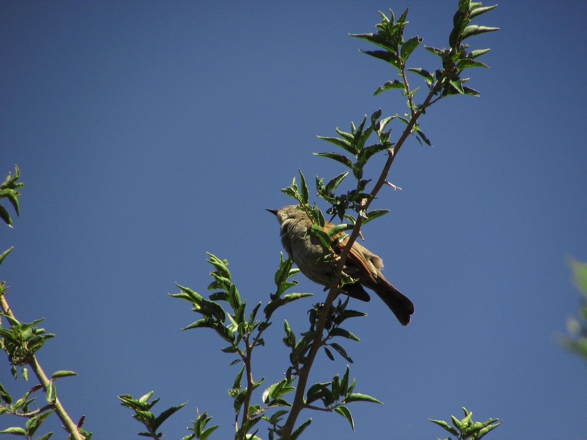 Grayish Baywing - ML364059791