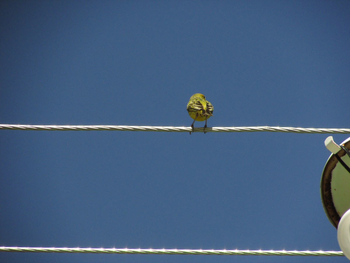 Hooded Siskin - ML364059871