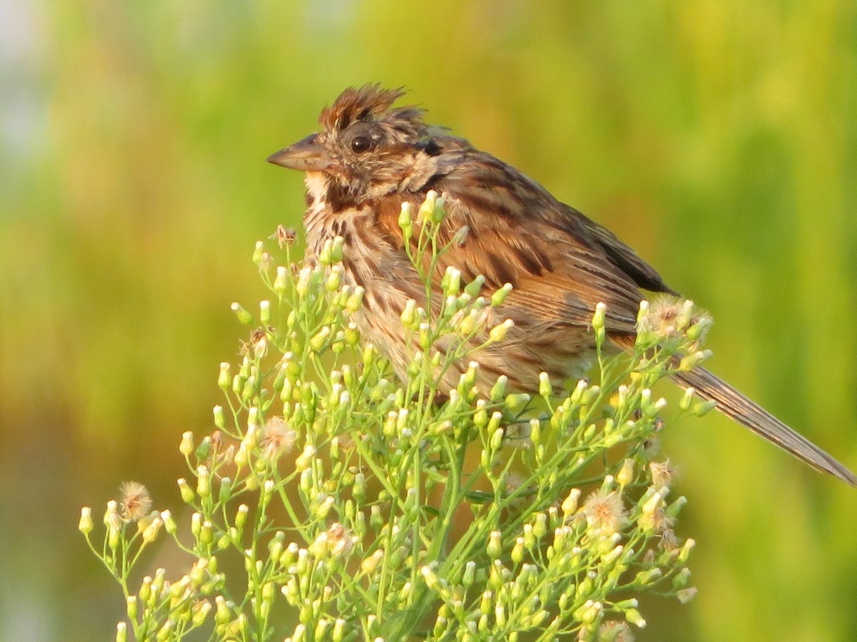 ウタスズメ - ML364060151