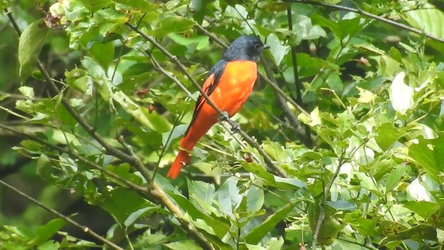 Scarlet Minivet - ML364061691